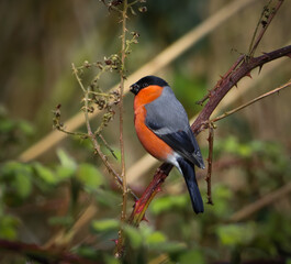 A beautiful animal portrait of a Bullfinch perched on a tree