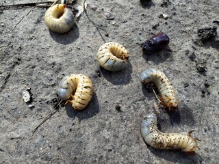 Larva of rhinoceros beetle on the ground