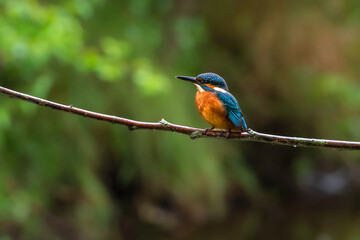Eisvogel an der Fulda in Guxhagen