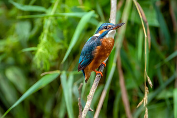 Eisvogel in Melsungen, Fulda