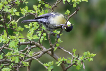 A stunning animal portrait of a Great Tit bird