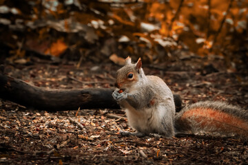 A stunning autumnal animal portrait of a Squirrel eating in the woods.