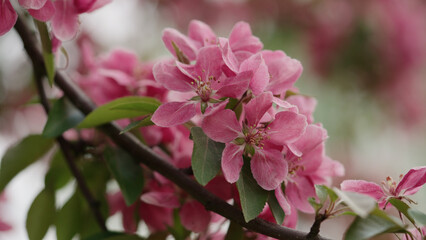 Spring purple apple flowers closeup shot