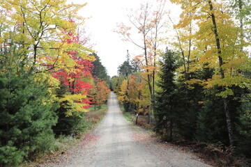 Backcountry dirt road in the fall/autumn.