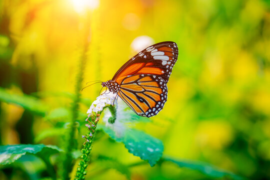 Image of a butterfly on the flower with blurry background.