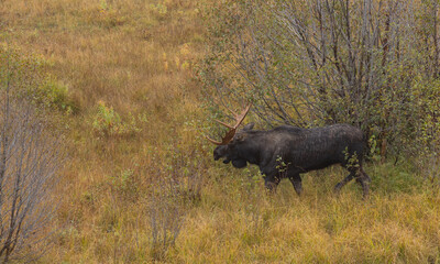 Bull Moose During the Rut in Wyoming in Atuumn
