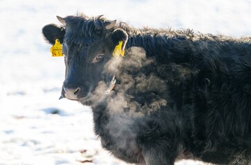 Closeup shot of a dark black cow with tagged ears on a snowy field