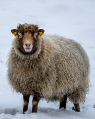 Vertical closeup shot of a fluffy brown sheep with tagged ears on a snowy field