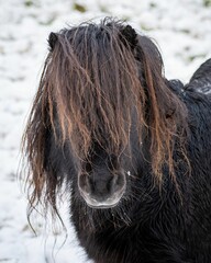 Vertical closeup shot of a dark brown horse with a fluffy mane