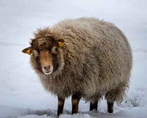 Closeup shot of a fluffy brown sheep with tagged ears on a snowy field