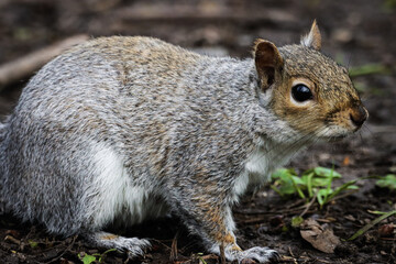 A stunning autumnal animal portrait of a Squirrel eating in the woods.