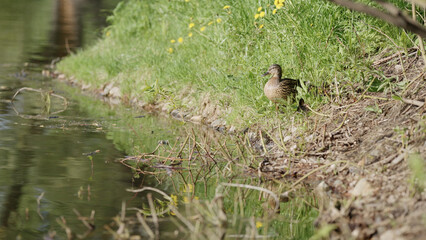 mother duck with babies on a shore of a pond