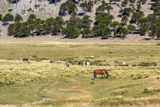 horses in prairie, in cordillera de los andes. Patagonia.
