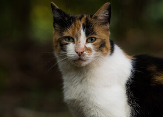 Obraz premium Portrait of a curious cat in nature.