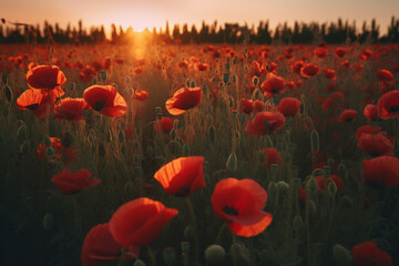Fototapeta na wymiar A field full of poppy flowers in a sunset. (AI generated)