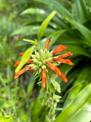 leonotis leonurus