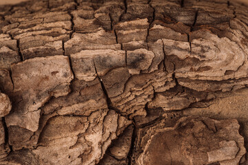 Wooden background from the bark of a tree close-up.