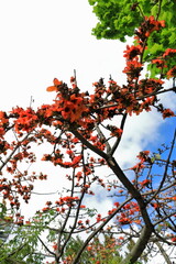 Red flowering cotton tree -Bombax ceiba- in the Chinese Garden of Friendship. Sydney-Australia-597