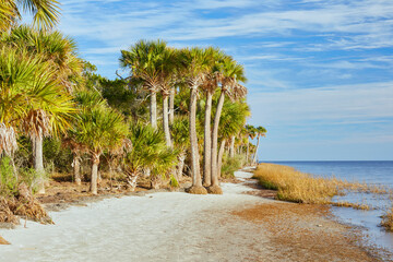 Palm trees along the narrow beach at St. Marks National Wildlife Refuge near Tallahassee, Florida