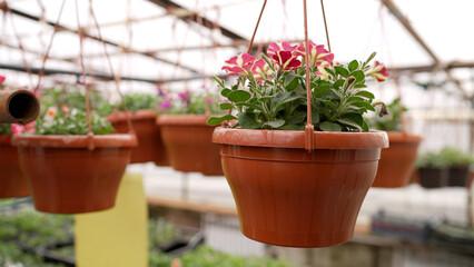 Fototapeta na wymiar Blooming garden red petunia in a hanging basket in a greenhouse. Pot of red petunias, beautiful spring and summer flowers for home, garden, balcony or lawn, natural wallpaper.