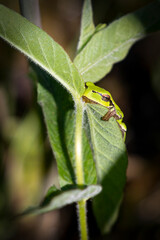 an European green tree frog comes squeaking from behind a leaf
