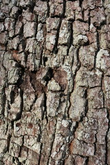 Bark Texture