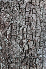 Bark Texture