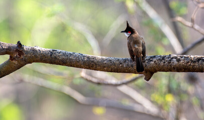 Red Whiskered Bulbul