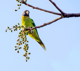 Plum headed Parakeet
