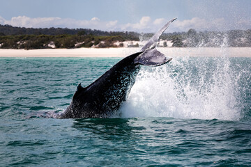 Fototapeta premium Wild big Humpback whale jumping, breaching, in the ocean in front of the australian coast, Australia