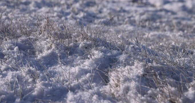 Grass covered with snow and ice in winter, agricultural field with different plants in the snow after frosts and snowfalls in eastern Europe