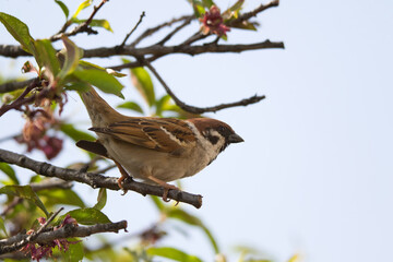 sparrow on a branch