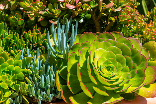 Aeonium canariense or Verode Bejeque tropical succulent plant as a background. It is endemic to the island of Tenerife.