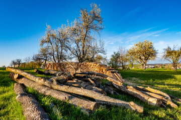 Frisch gesägtes und aufgesetztes Brennholz von alten Obstbäumen