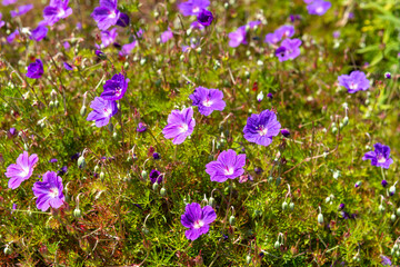Flax blossoms. Purple flax flowers field in summer. Sunny day. Agriculture, flax cultivation. Selective focus. Field of many flowering plants (linum usitatissimum).