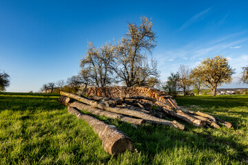 Fototapeta na wymiar Frisch gesägtes und aufgesetztes Brennholz von alten Obstbäumen