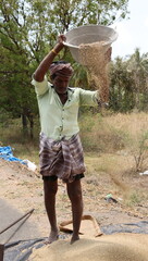 farmers working on the land winnowing crops