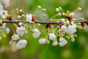 Blossoming Tree in Spring. Spring time in nature