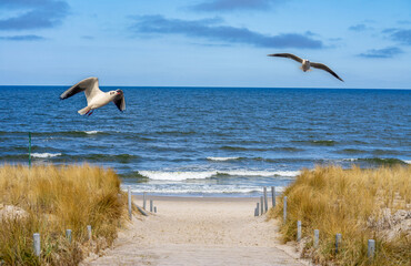 path with seagulls in usedom