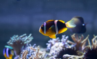 Naklejka na ściany i meble Closeup shot of a beautiful clownfish swimming near corals