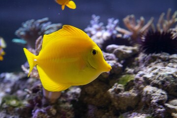 Closeup shot of a beautiful Yellow Tang swimming near corals