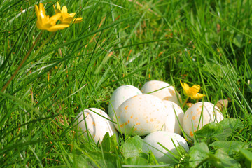 Easter eggs made of chocolate laying in the green grass and yellow flowers in the garden on a sunny spring day