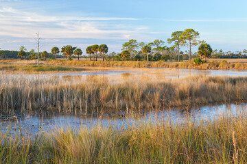 Scenic view from a hiking trail in St Marks National Wildlife Refuge near Tallahassee, Florida