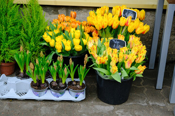 Set of bouquets of tulips of different colors in a street stall selling flowers, Estonia.