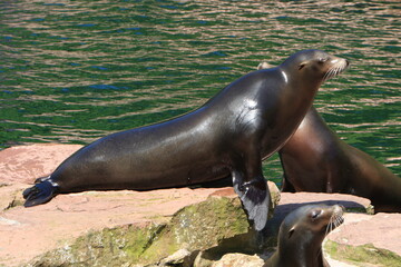 Naklejka premium Robben