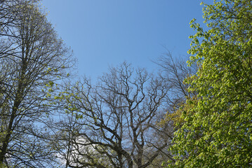 Végétation - Parc de la Briantais à Saint-Malo