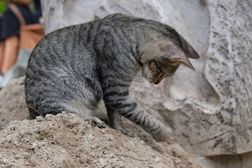 street cat digs sand