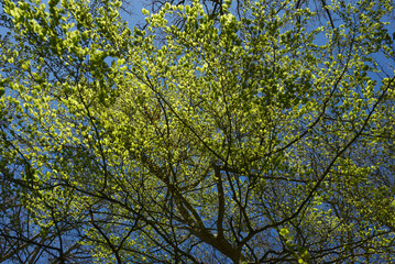 Végétation - Parc de la Briantais à Saint-Malo