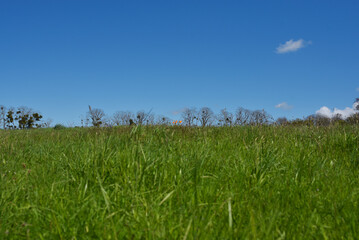 Végétation - Parc de la Briantais à Saint-Malo