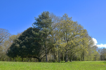 Végétation - Parc de la Briantais à Saint-Malo